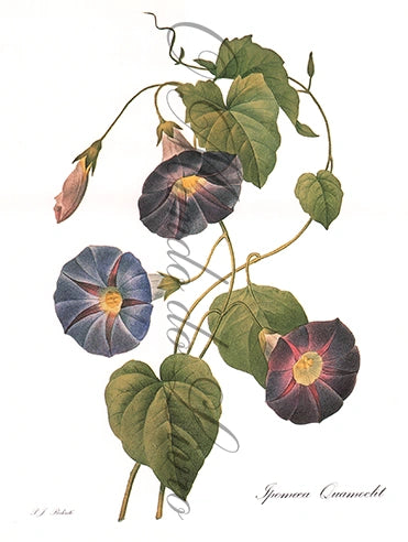 Reprodução de uma Gravura de Flores| Ipomoea | P. J Redouté