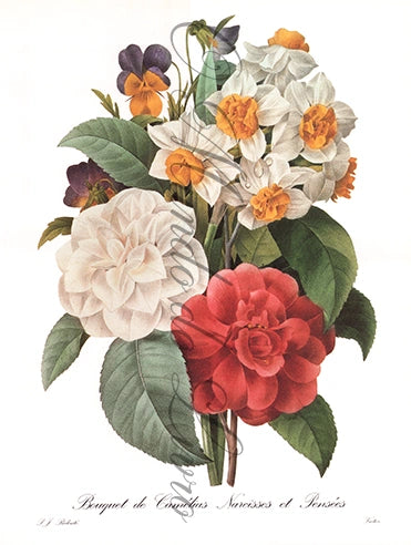 Reprodução de uma Gravura de Flores | Bouquet de Camélias Narcisses e Pensées | P. J Redouté
