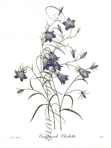 Reprodução de uma Gravura de Flores| Campanule | P. J Redouté