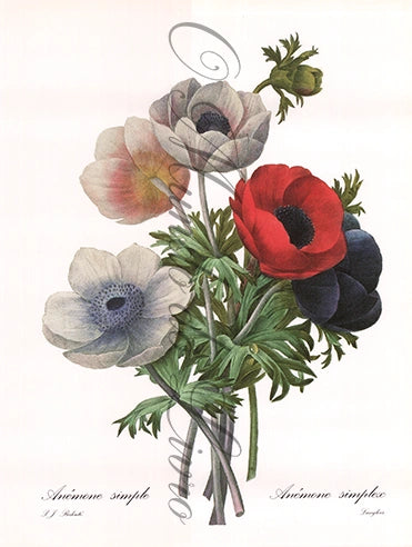 Reprodução de uma Gravura de Flores | Anémone | P. J Redouté