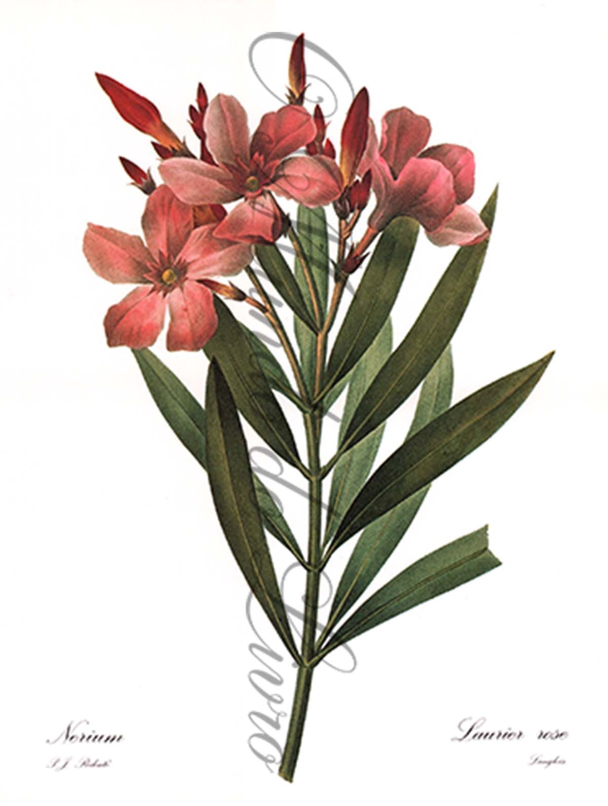 Reprodução de uma Gravura de Flores | Laurier Rose | P. J Redouté