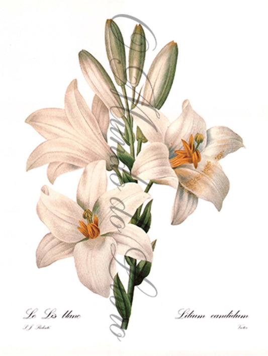 Reprodução de uma Gravura de Flores | Lilium Blanc | P. J Redouté