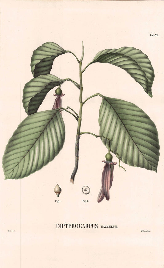 Coleção de gravuras- Plantas, Flores e Frutos VI