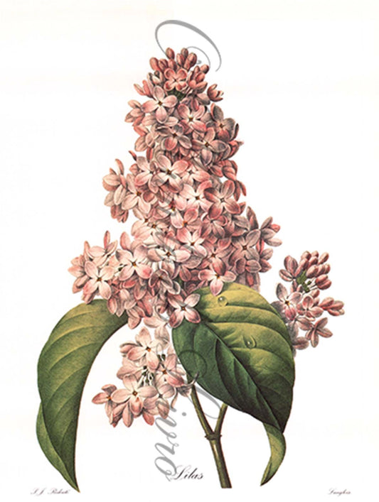Reprodução de uma Gravura de Flores | Lilas | P. J Redouté