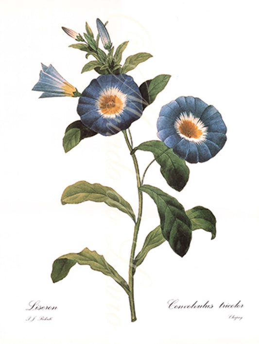 Reprodução de uma Gravura de Flores |Convolvulus | P. J Redouté