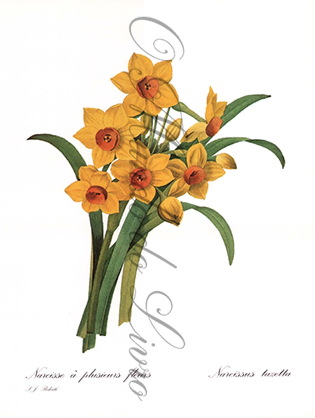 Reprodução de uma Gravura de Flores| Narcissus | P. J Redouté