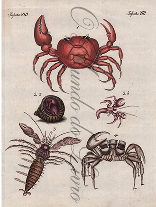 Gravura de Peixes e Marinhas - Insects Remarcables | Friedrich Bertuch (1805)
