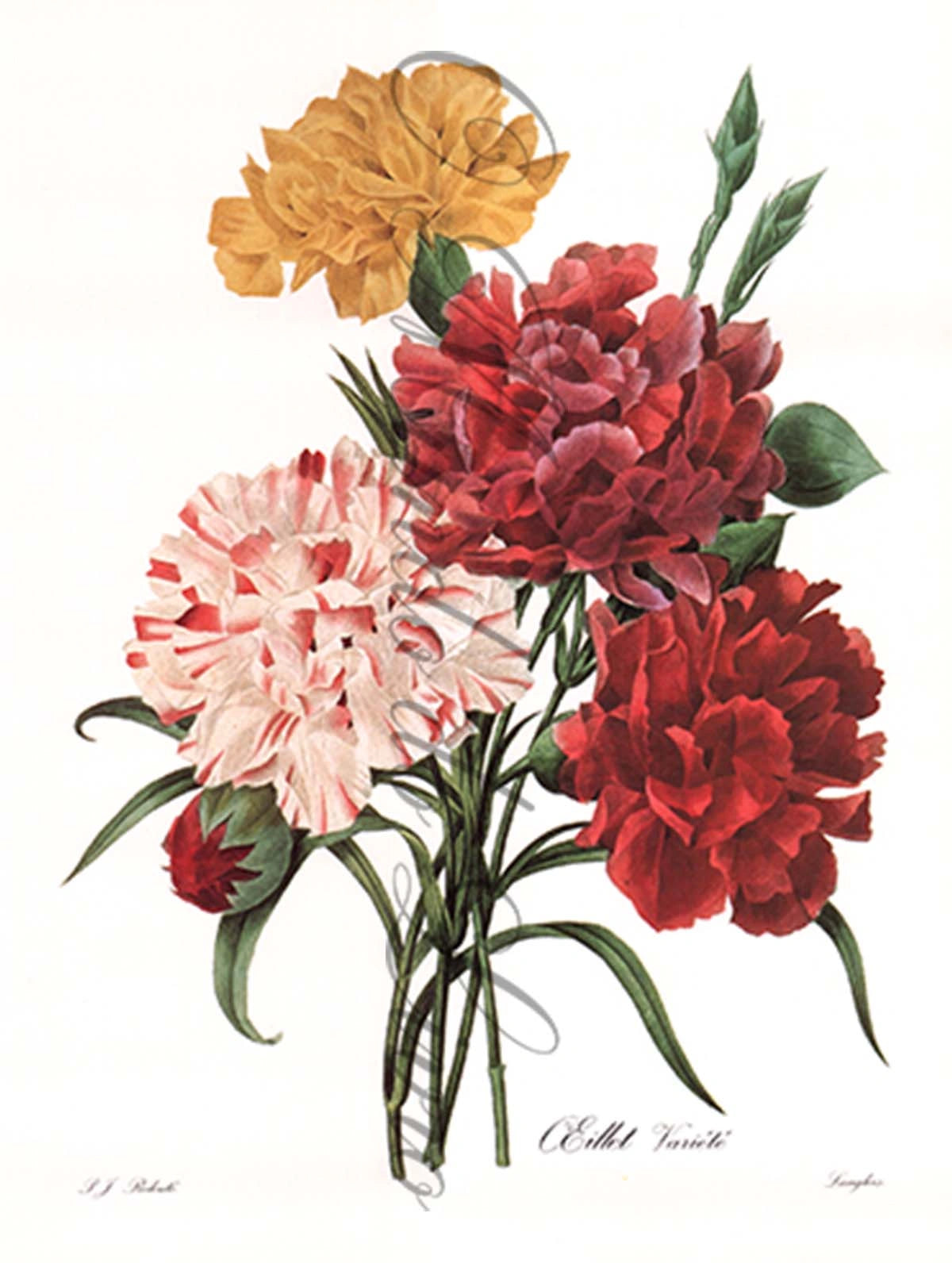 Reprodução de uma Gravura de Flores| Oeillet | P. J Redouté