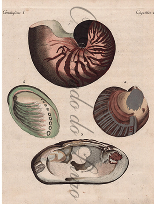 Gravura de Peixes e Marinhas - Coquillages Remarquables | Friedrich Bertuch (1805)