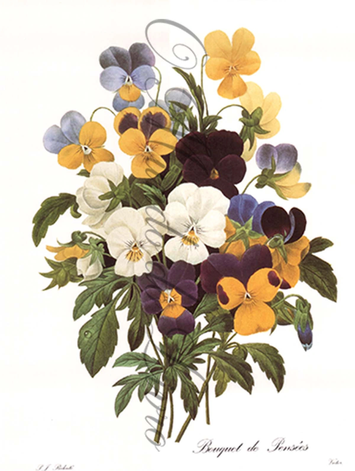 Reprodução de uma Gravura de Flores | Bouquet de Pensées | P. J Redouté