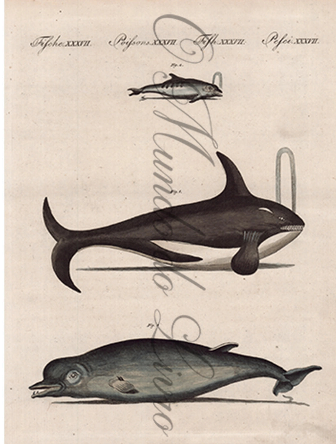 Gravura de Peixes e Marinhas - Baleines et Dauphins | Friedrich Bertuch (1805)