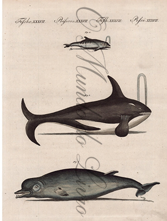Gravura de Peixes e Marinhas - Baleines et Dauphins | Friedrich Bertuch (1805)