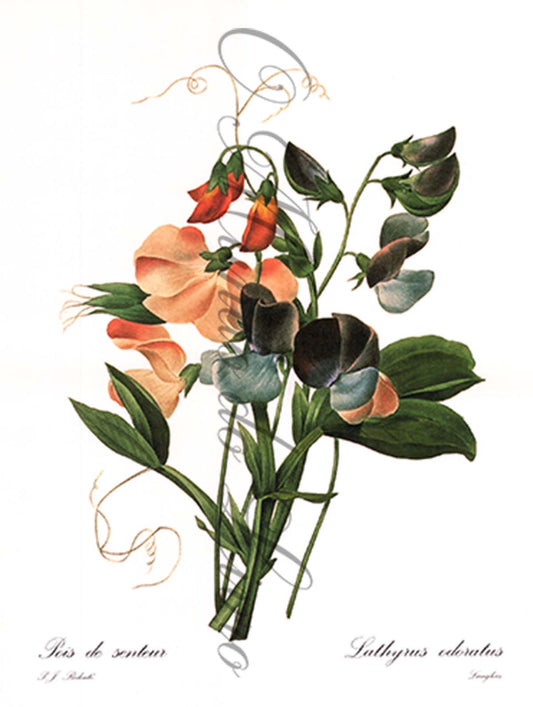 Reprodução de uma Gravura de Flores | Lathyrus Adoratus | P. J Redouté