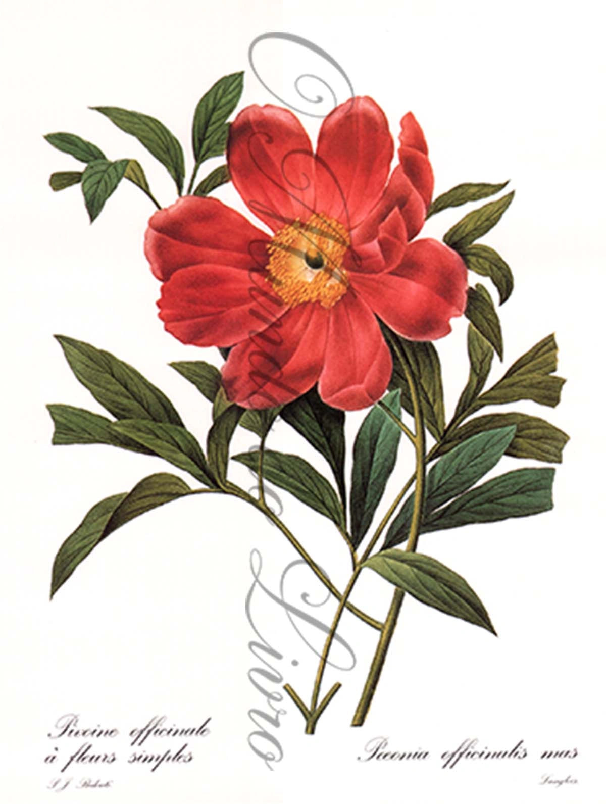 Reprodução de uma Gravura de Flores | Peonia Officinalis | P. J Redouté