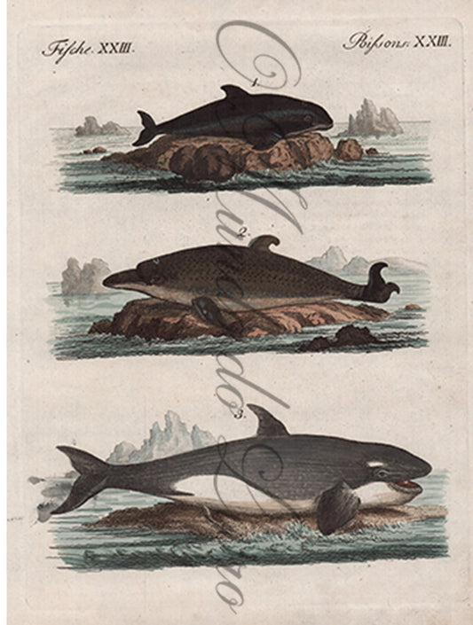 Gravura de Peixes e Marinhas - Especes de Baleines | Friedrich Bertuch (1805)