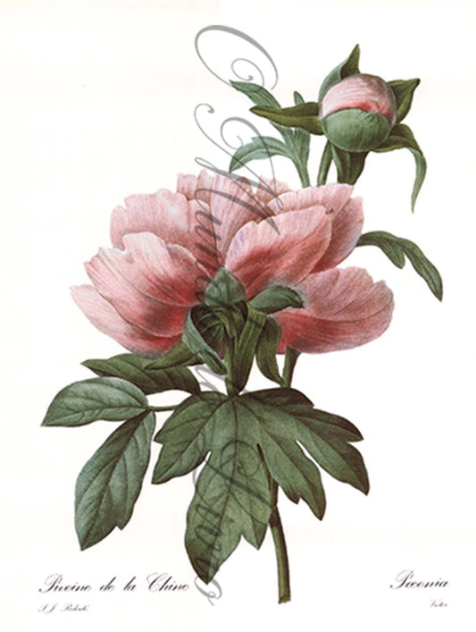 Reprodução de uma Gravura de Flores| Peonia | P. J Redouté
