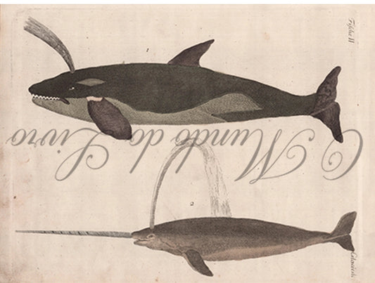 Gravura de Peixes e Marinhas - Cetacées | Friedrich Bertuch (1805)