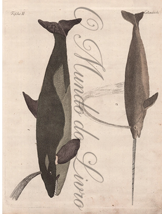 Engraving of Fish and Marine Life - Cetaceans | Friedrich Bertuch (1805)