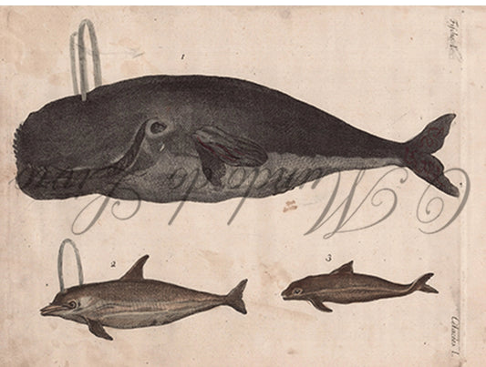 Gravura de Peixes e Marinhas - Trois Espèces de Baleines | Friedrich Bertuch (1805)