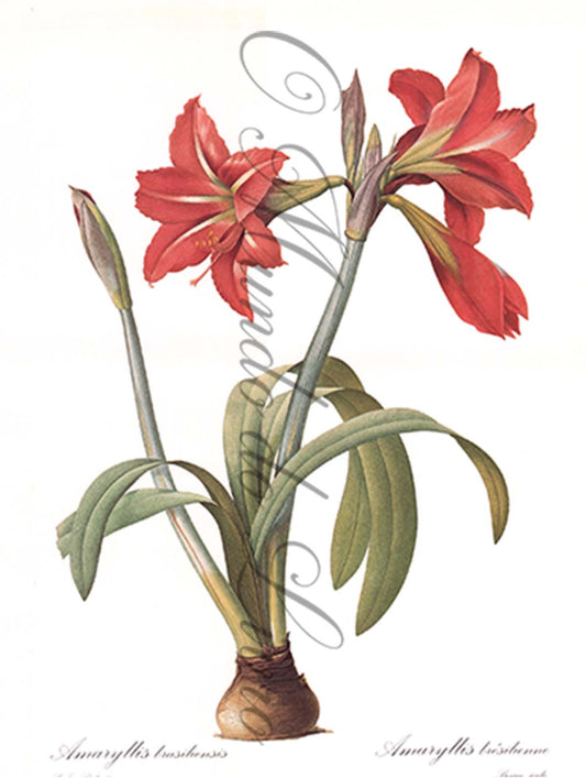 Reprodução de uma Gravura de Flores| Amaryllis | P. J Redouté