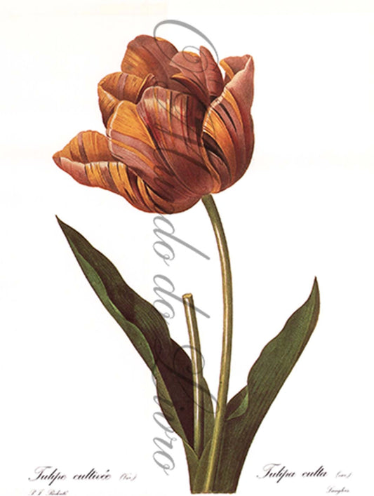 Reprodução de uma Gravura de Flores| Tulipa Culta | P. J Redouté
