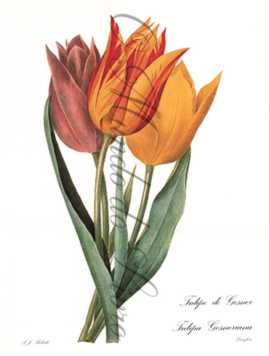 Reprodução de uma Gravura de Flores| Tulipa de Gesner | P. J Redouté
