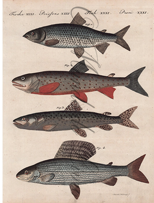 Gravura de Peixes e Marinhas - Poissons Fluviatiles de L'Allemagne | Friedrich Bertuch (1805)