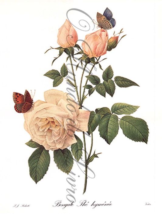 Reprodução de uma Gravura de Flores | Bengale Thé | P. J Redouté