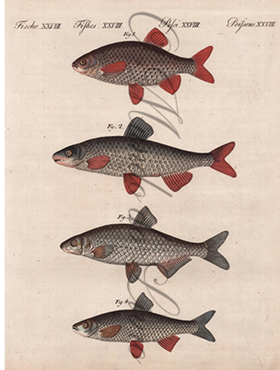 Gravura de Peixes e Marinhas - Poissons de Rivieres D'Allemagne I | Friedrich Bertuch (1805)