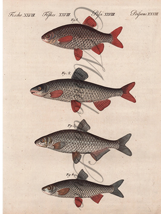 Gravura de Peixes e Marinhas - Poissons de Rivieres D'Allemagne I | Friedrich Bertuch (1805)