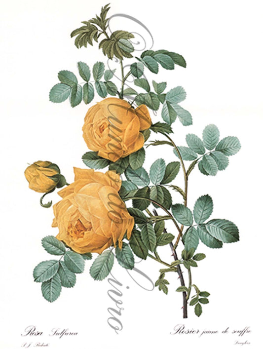 Reprodução de uma Gravura de Flores | Rosier Sulfurea | P. J Redouté