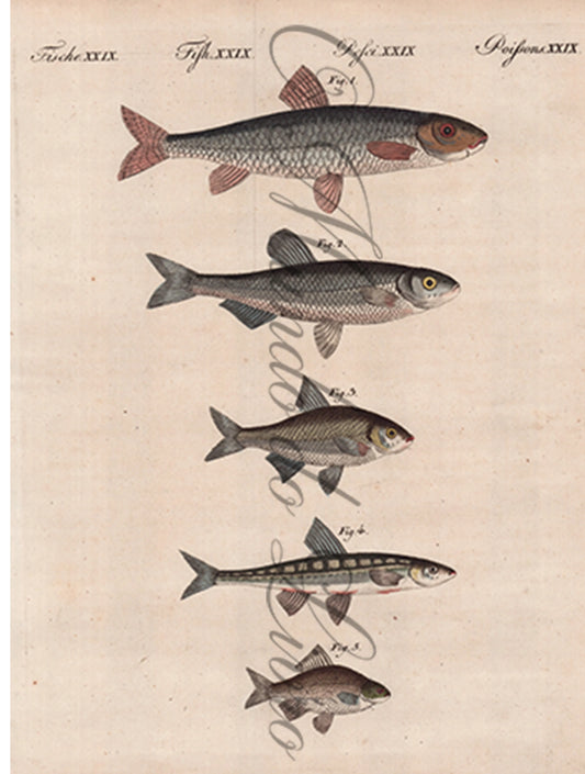 Gravura de Peixes e Marinhas - Poissons de Riviére D'Allemagne | Friedrich Bertuch (1805)