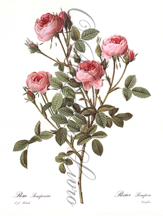 Reprodução de uma Gravura de Flores | Rosier Pompon | P. J Redouté