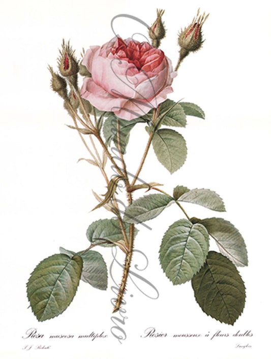Reprodução de uma Gravura de Flores| Rosa Multiplex | P. J Redouté