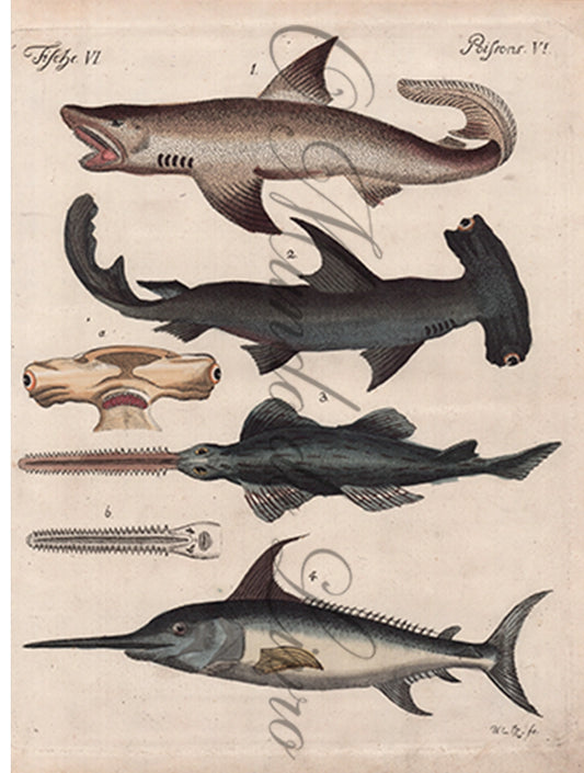 Gravura de Peixes e Marinhas - Grands Poissons | Friedrich Bertuch (1805)
