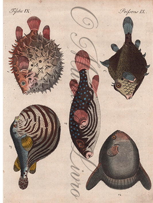 Gravura de Peixes e Marinhas - Poissons de Formes Singulieres | Friedrich Bertuch (1805)