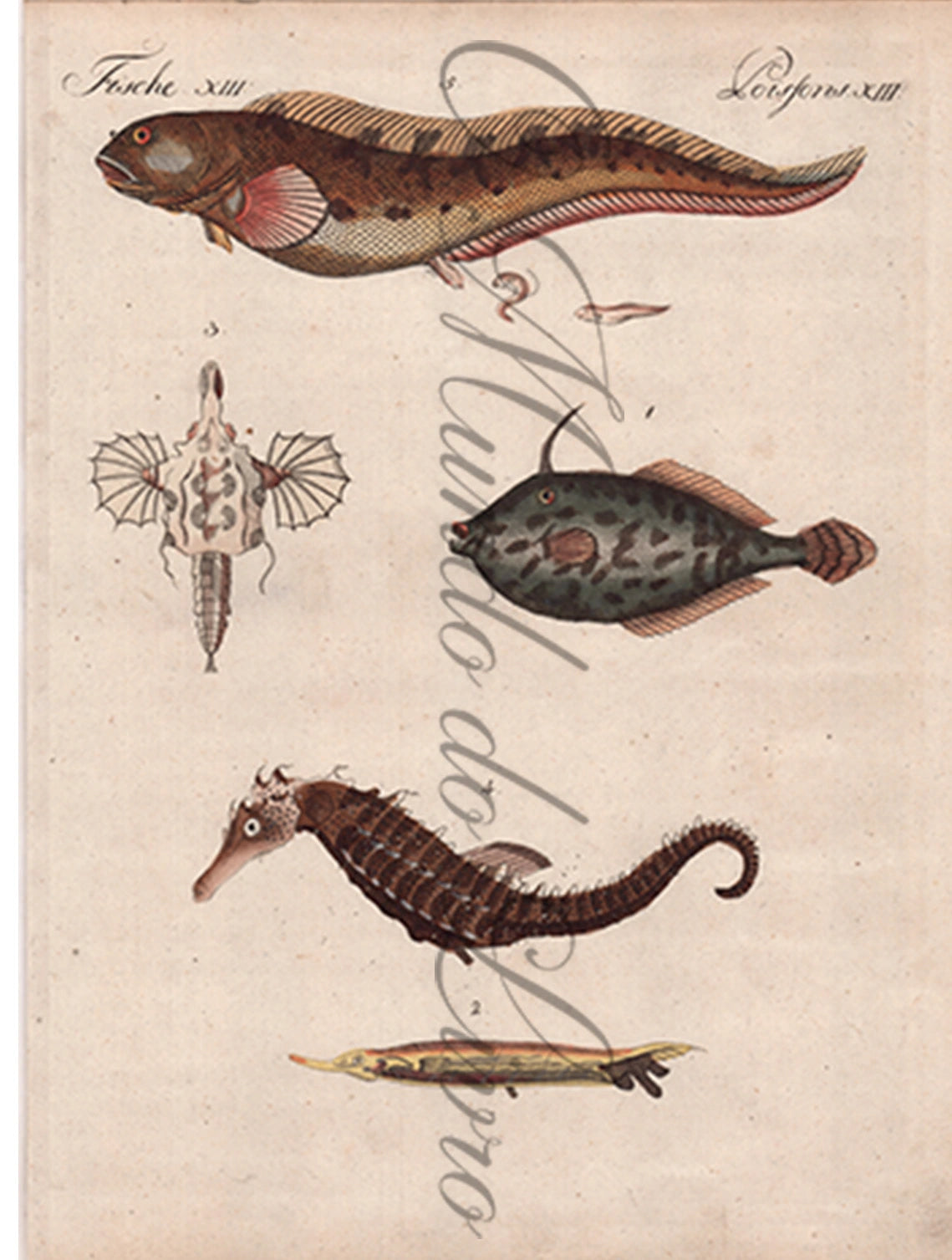 Gravura de Peixes e Marinhas - Poissons Merveilleux | Friedrich Bertuch (1805)