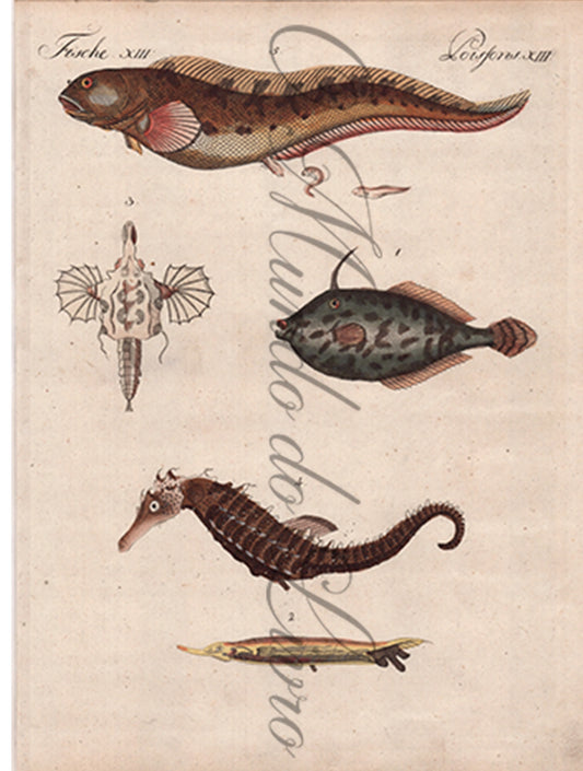 Gravura de Peixes e Marinhas - Poissons Merveilleux | Friedrich Bertuch (1805)