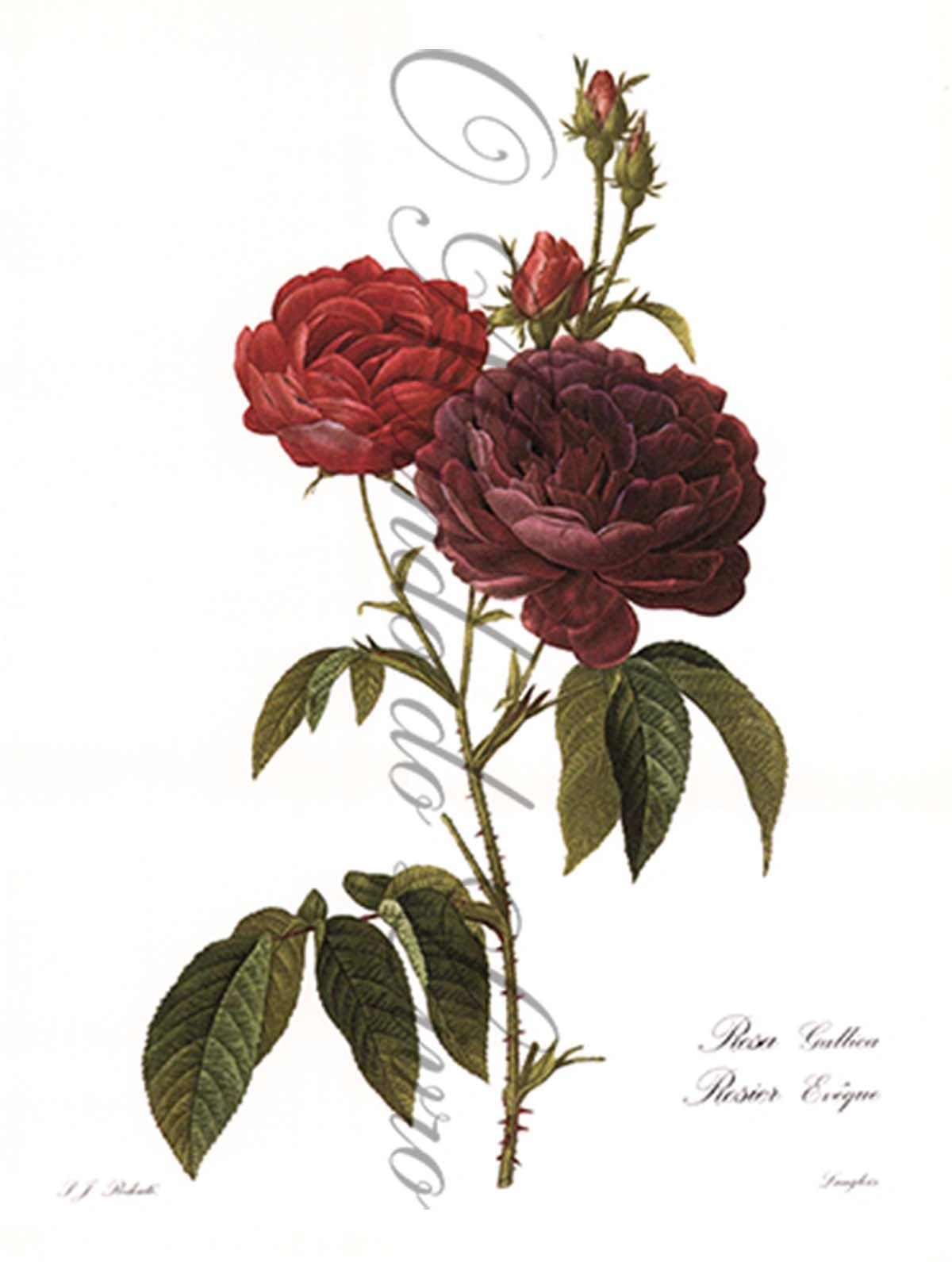 Reprodução de uma Gravura de Flores | Rosa Gallica | P. J Redouté