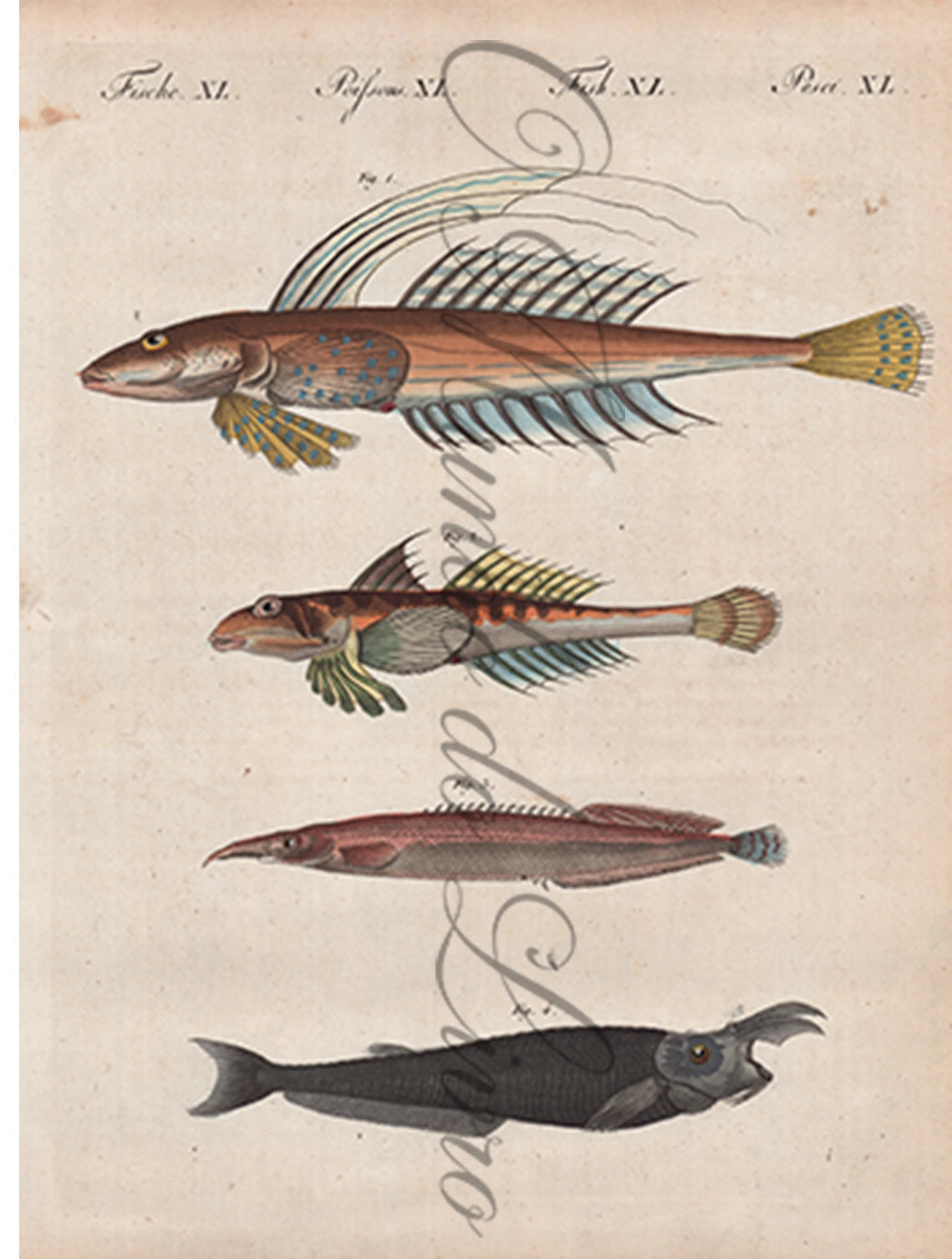 Gravura de Peixes e Marinhas - Poissons de Figure Singuliere I | Friedrich Bertuch (1805)