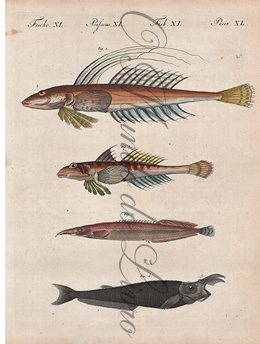 Gravura de Peixes e Marinhas - Poissons de Figure Singuliere I | Friedrich Bertuch (1805)