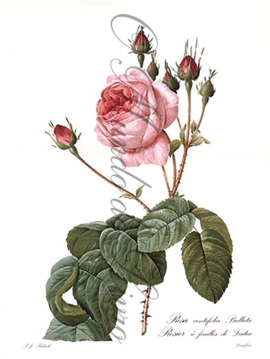 Reprodução de uma Gravura de Flores| Rosa Bullata | P. J Redouté