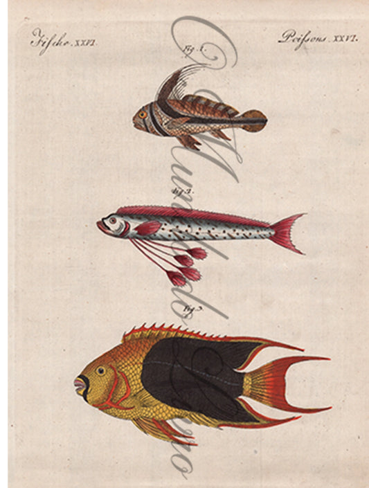Gravura de Peixes e Marinhas - Poissons Remarquables | Friedrich Bertuch (1805)