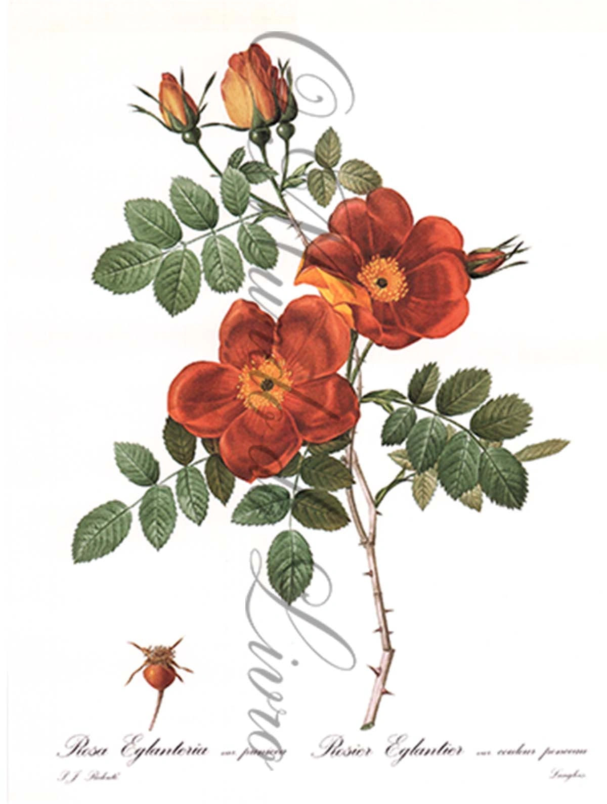 Reprodução de uma Gravura de Flores| Rosa Eglanteria | P. J Redouté