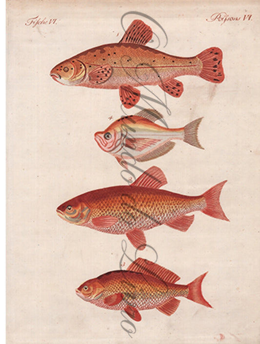Gravura de Peixes e Marinhas - Dorades | Friedrich Bertuch (1805)