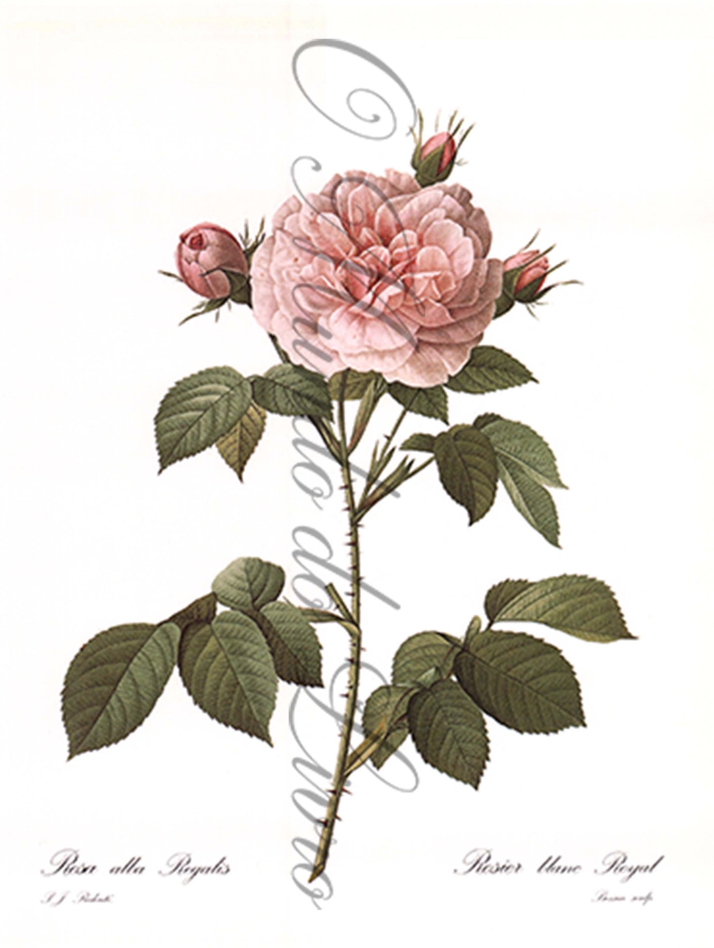 Reprodução de uma Gravura de Flores | Rosier Royal | P. J Redouté