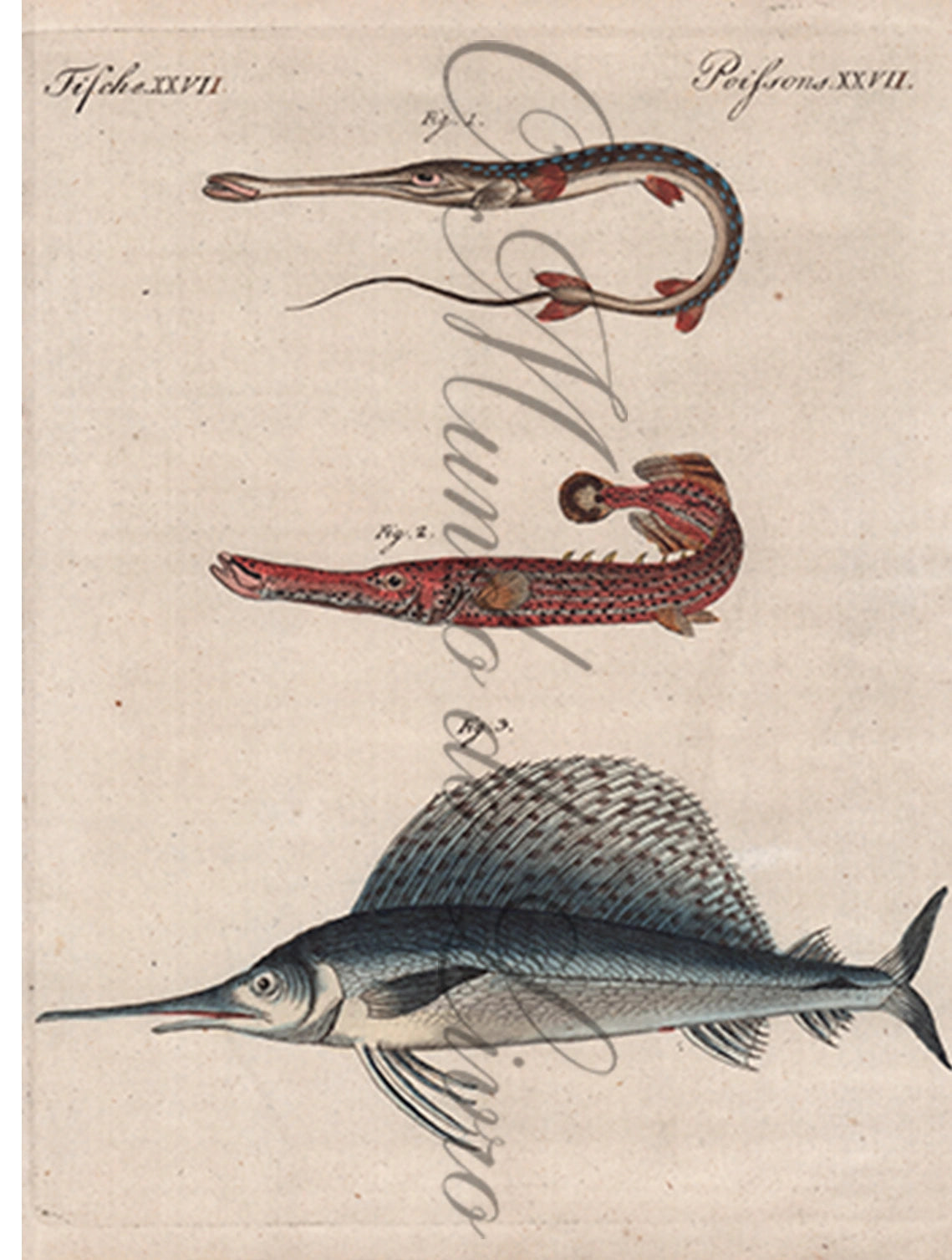 Gravura de Peixes e Marinhas - Poissons Remarquables | Friedrich Bertuch (1805)
