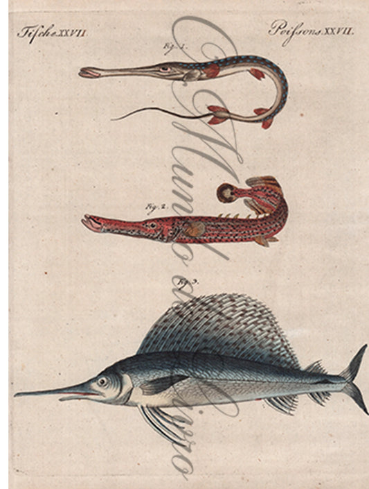 Gravura de Peixes e Marinhas - Poissons Remarquables | Friedrich Bertuch (1805)