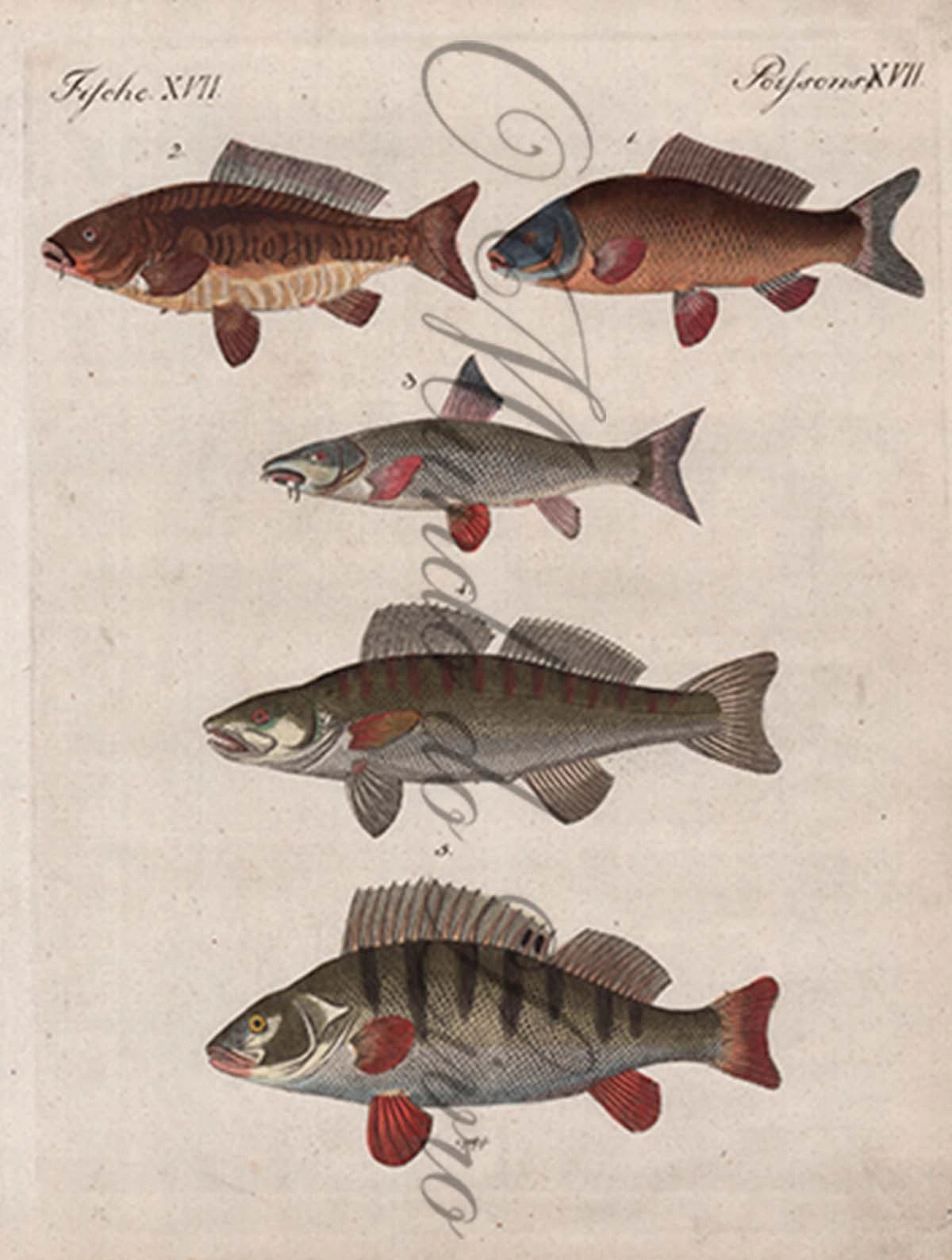 Gravura de Peixes e Marinhas - Poissons des Rivières Allemandes | Friedrich Bertuch (1805)