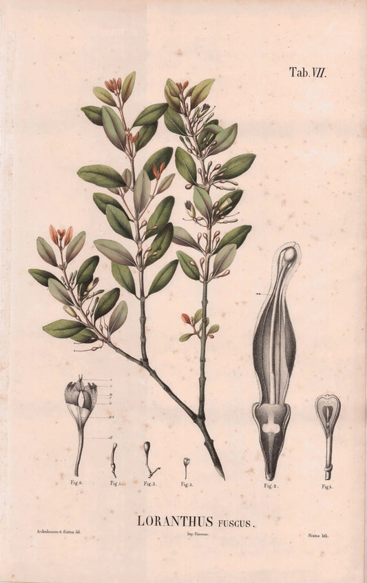 Coleção de gravuras- Plantas, Flores e Frutos XV